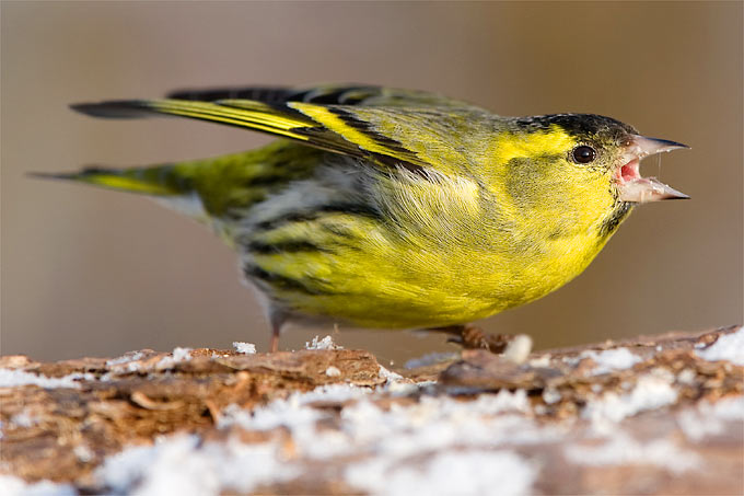 Wie sich Vögel am Futterhaus verhalten