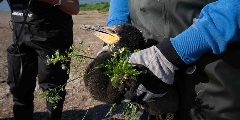 Kormoranberingung auf Fehmarn - Foto: NABU/Simon Krook