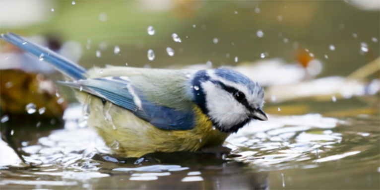 Eine Blaumeise badet - Foto: Getty Images/Mantonature