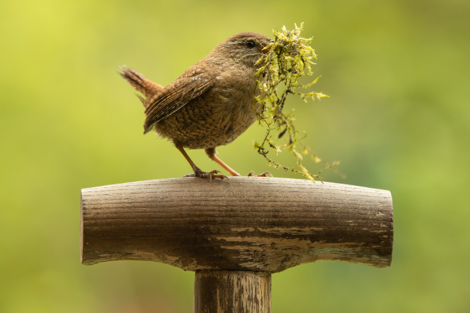 Der NABU gibt Tipps zur Vogelfütterung im Sommer