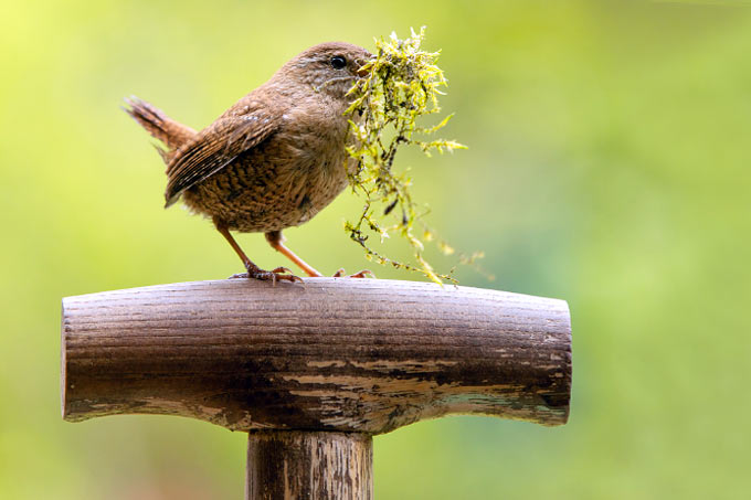 Der NABU gibt Tipps zur Vogelfütterung im Sommer