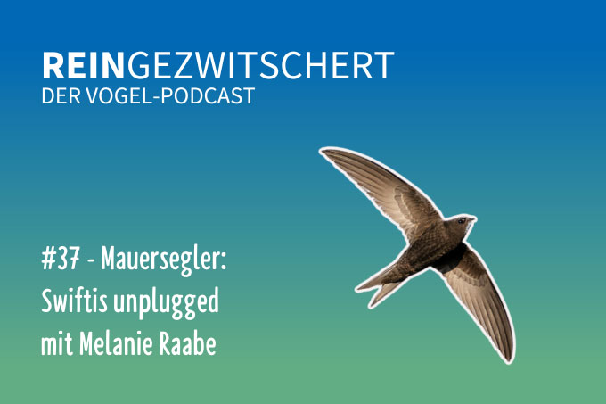 Der Podcast für alle, die auf Vögel fliegen