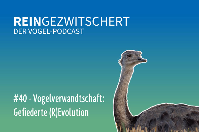 Der Podcast für alle, die auf Vögel fliegen