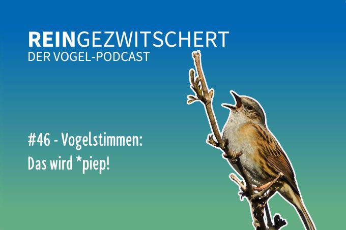 Der Podcast für alle, die auf Vögel fliegen