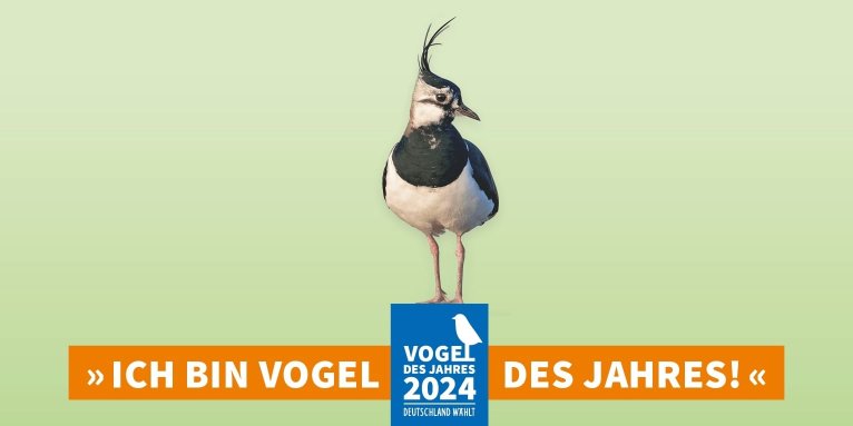 Der Kiebitz ist Vogel des Jahres 2024 - Foto: LBV/Hans Clausen