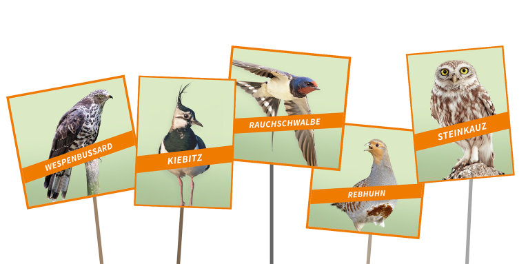 Vogel des Jahres 2024: die fünf Kandidaten – Fotos (v.l.n.r.): Marcus Bosch, Hans Clausen/LBV, Mathias Schäf, Willi Rolfes, Mathias Schäf