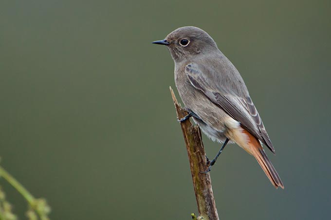 Der Hausrotschwanz ist der "Vogel des Jahres 2025" 